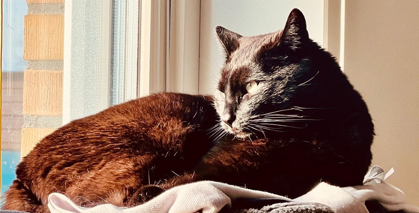 Pet Insurance
